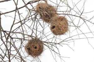  Gray-Capped Social Weaver nests on a tree