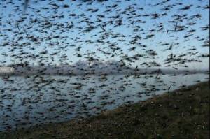 Midge swarm in lake Mývatn
