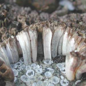  Figure 1: //Balanus glandula// (Acorn barnacle) hummock transversal view - similar to //S. balanoides// hummocks. source: https://soundwaterstewards.org/ezidweb/animals/Balanusglandulacrowded.htm 