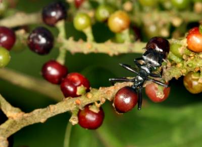 The terminal part of the infected ants resembles a berry which increases the chance of predation by birds.Photograph by Steve Yanoviak