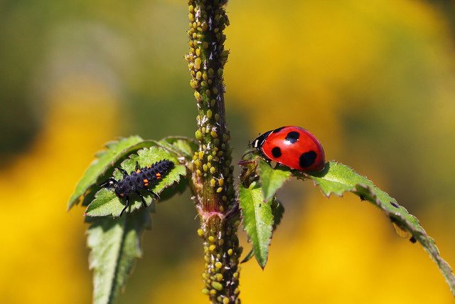 Larva and adult of the seven-spotted
ladybug near their most common prey: aphids (Image credit: t-mizo)
