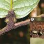 ant-plant-fungus.jpg