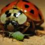ladybug.jpg