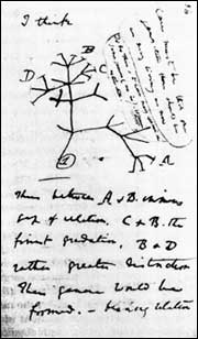 Notas de Darwin