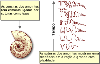 Ammonite sutures show a trend toward greater complexity