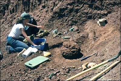 Cientistas em trabalho de campo escavando um fóssil