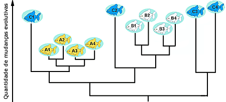 Filogenia de peixes nas bacias hidrográficas relacionadas A, B e C
