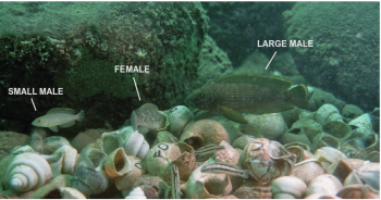 Figure 1. Nest of //Lamprologus callipterus// with large male, female inspecting shell and small male. From Wirtz-Ocaňa //et al.// (2013)