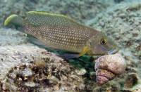 Lamprologus callipterus carrying a shell