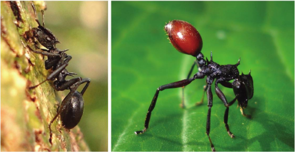 Uninfected and infected Cephalotes atratus