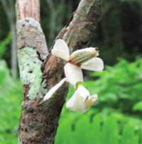 Orchid mantis