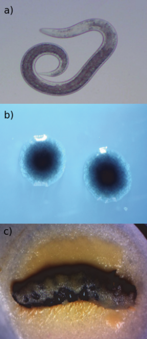 //Xenorhabdus// bacteria, //Steinernema affine// nematode and insect host - caterpillar larva