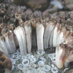  Figure 1: //Balanus glandula// (Acorn barnacle) hummock transversal view - similar to //s. balanoides// hummocks. source: https://soundwaterstewards.org/ezidweb/animals/Balanusglandulacrowded.htm 