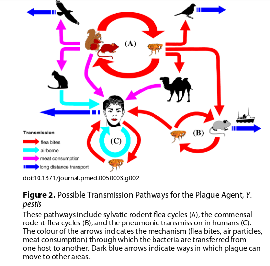  Stenseth et al. PLOS Medicine 2008  