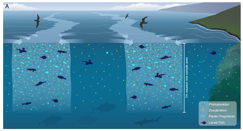  Surface slicks areas in light blue, showing the accumulation of zooplankton and plastics