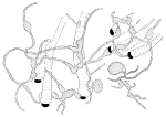 Chytrid fungi feeding on filamentous cyanobacteria, Karling, J.S. (1977) Chytridiomycetarium Iconographia.