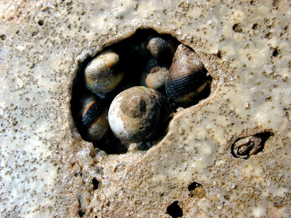 Periwinkle Snails nestled in a crack in the seawall of the Santa Barbara Breakwater