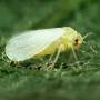 silverleaf_whitefly.jpg